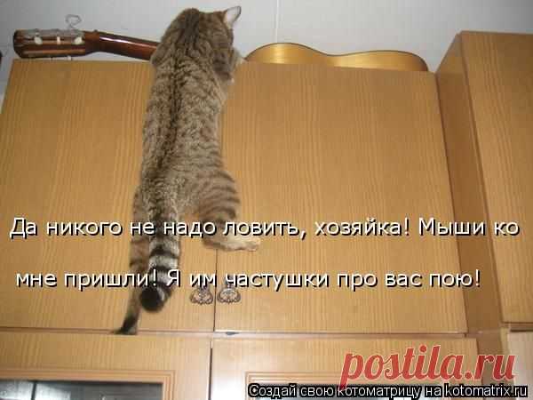 Котоматрица: Круть