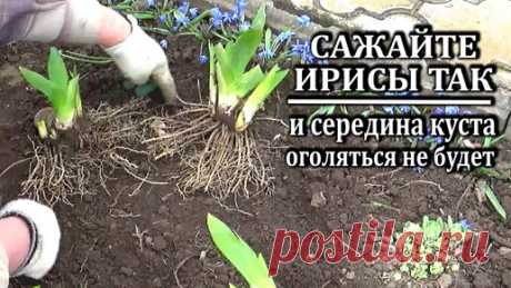 Как сажать ирисы чтобы потом не оголялся центр куста | Любимая усадьба | Дзен