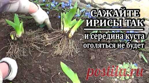 Как сажать ирисы чтобы потом не оголялся центр куста | Любимая усадьба | Дзен