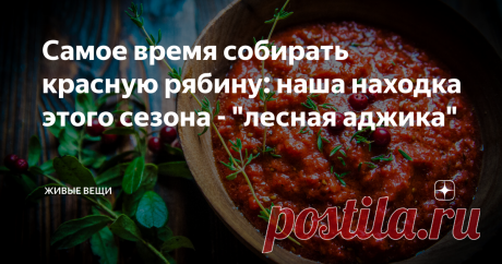 Самое время собирать красную рябину: наша находка этого сезона - "лесная аджика" Живем, можно сказать, в лесу, а рябину красную, которой у нас весь лес усыпан, никогда не собирали - горькая, своеобразная ягода. А тут в гостях в Москве попробовали очень необычный соус  с мясом, так понравился, что попросили рецепт. Оказалось - он сделан из обычной красной рябины!
Есть несколько особенностей в приготовлении, сейчас я Вам расскажу, как готовили такой соус уже мы, из нашей лесной