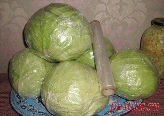Как сохранить капусту свежей до лета? 
Сохранить капусту поможет обычная пищевая пленка.Для начала удалите с кочанов подпорченные, пожелтевшие, сухие листья.Срежьте кочерыжку.Чистый кочан герметично оберните пленкой в несколько слоёв, пло…