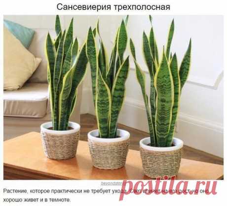 10 домашних растений, которые могут выжить даже в самом тёмном углу.