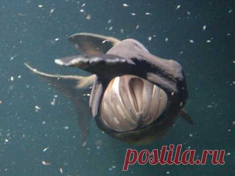 Рыба с носом | Чёрт побери Веслонос Polyodon spathula, — представитель отдельного семейства веслоносовых (Polyodontidae) в отряде осетрообразных. Встречается веслонос только на территории Северной Америки в США – в реке Миссисипи и ее притоках (Огайо, Миссури и Иллинойсе), а также в некоторых других реках, впадающих в Мексиканский залив. Раньше веслонос встречался в реках Канады, но в настоящее время этот вид на территории этой страны не сохранился.Узнаем о нем подробнее …...