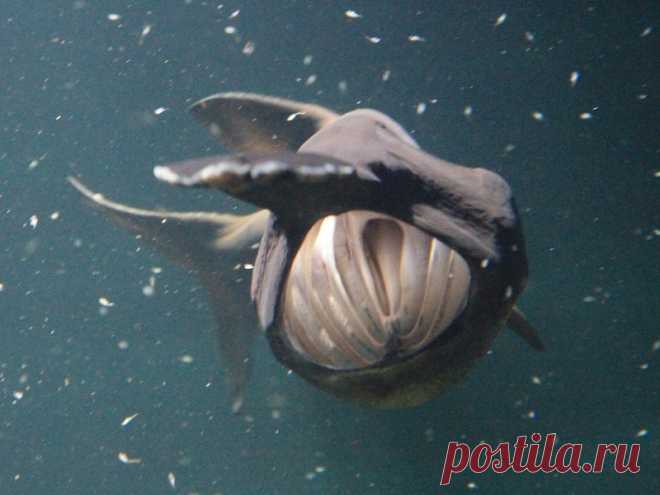 Рыба с носом | Чёрт побери Веслонос Polyodon spathula, — представитель отдельного семейства веслоносовых (Polyodontidae) в отряде осетрообразных. Встречается веслонос только на территории Северной Америки в США – в реке Миссисипи и ее притоках (Огайо, Миссури и Иллинойсе), а также в некоторых других реках, впадающих в Мексиканский залив. Раньше веслонос встречался в реках Канады, но в настоящее время этот вид на территории этой страны не сохранился.Узнаем о нем подробнее …...
