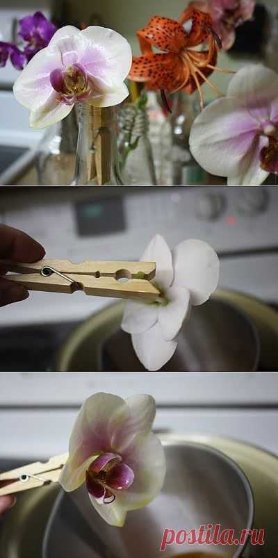 Летние поделки. Поделки из природного материала для детей. Как засушить цветы. Как засушить розы. Как сделать гербарий. Гербарий своими руками. Гербарий из цветов.