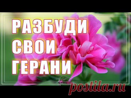 Как разбудить герани. Монофосфат калия для пеларгоний. Первая подкормка герани весной