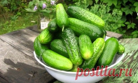 Уловки хитрецов ради вкусных огурцов