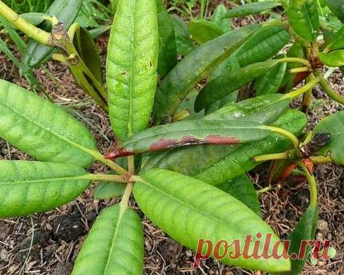 Болезни рододендронов, их лечение и борьба с вредителями + видео, фото