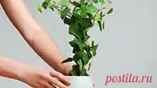 советы по выращиванию