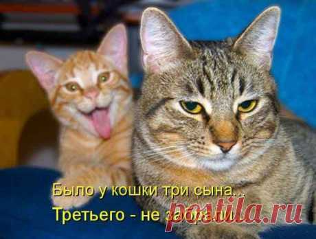 ШМЯКодявка или поБРЯКушка?Котоматрица.