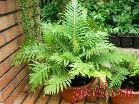 Блехнум, или дербянка — капризный папоротник