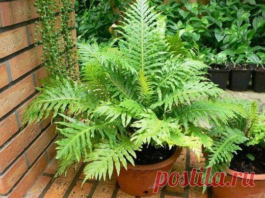 Блехнум, или дербянка — капризный папоротник