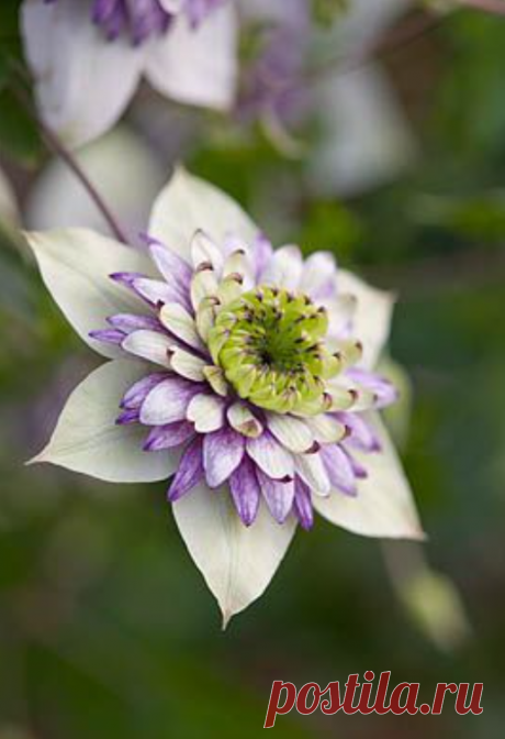 Bellasecretgarden — (via CLEMATIS ‘VIENNETTA’ - CONTAINER PLANT | **|...