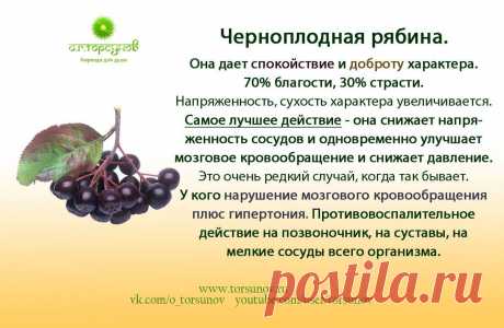 Черноплодная рябина