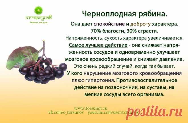 Черноплодная рябина