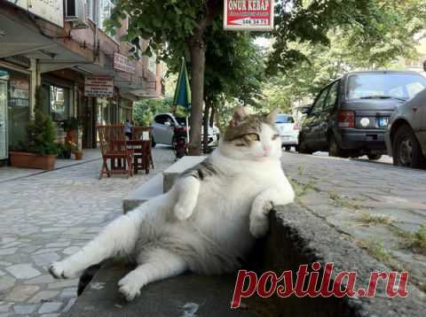 Подборка gif анимаций с кошками "Мяу,Мяу и точка" | Крутой облом