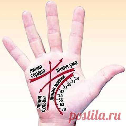 КАК ЧИТАТЬ ЛИНИИ НА РУКАХ
Немного о том, что мы и как можем прочитать по нашей руке благодаря хиромантии. Другими словами - как гадать по руке и с чего начать :) 
1. Определите ту руку, какую необходимо изучать.
В хиромантии существуют понятия «активная рука» и «пассивная рука». Активная рука – это чаще всего та рука, которой вы пишете, соответственно пассивная – другая. Пассивная рука отвечает за наследственные признаки, за то, что в вас заложено генетически, а активная –...