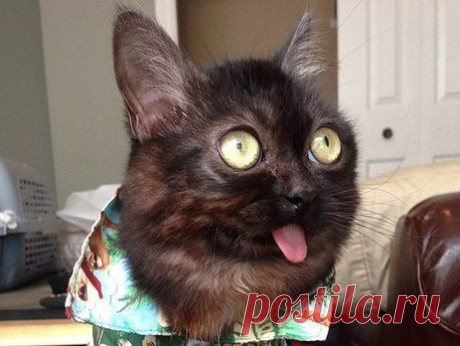 Кошки — это вам не люди: они ни за что не будут спать с теми, кого не любят…