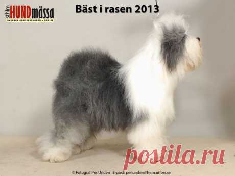 OLD ENGLISH SHEEPDOG Domare: OLDHAM RODNEY, STORBRITANNIEN   FI UCH NO UCH SE UCH SE V-12 DIZZNY'Z SPECIAL AGENT  Ägare: LACEY-WALTHER WIVI-ANN, SÖDERKÖPING Uppfödare: DAHLANDER WALLSTRÖM INGELA, WALLSTRÖM PER, LÅNGSHYTTAN
