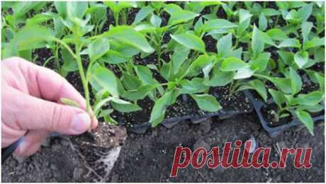 О посеве перца и баклажан - 6 соток