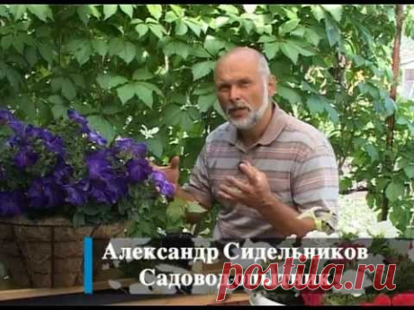 Зеленое черенкование - YouTube