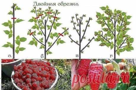 По содержанию полезных веществ малина бьет рекорды. Как вырастить её богатый урожай? Самый верный способ для этого — двойная обрезка малины по Соболеву. 
Александр Георгиевич Соболев – известный садовод из города Кургана, большой знаток и ценитель этой прекрасной ягоды. Именно он разработал для её выращивания новый способ агротехники, главным условием которого является двойная обрезка малины. 
Первую обрезку малины по Соболеву делают в конце мая или начале июня. Подрезают секатором верхушки мол