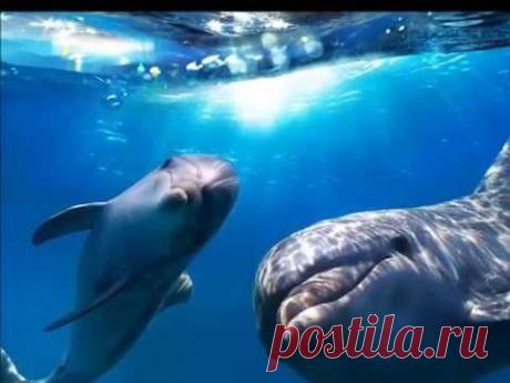 Звуки моря.Голоса дельфинов.Целительная музыка 2. (Healing music-Sounds of the Sea-Dolphin Voice 2) - YouTube