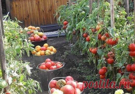 ВСЕ ЧТО НУЖНО ЗНАТЬ О ТОМАТАХ! 
!!!ШПАРГАЛКА НА ЛЕТО!!!
ДЕДОВСКИЙ РЕЦЕПТ ДЛЯ ТОМАТОВ
Этот полузабытый дедовский рецепт я выписала из старой газетной подшивки, но опробовать все не было времени. Решилась наконец в прошлом году.
Рецепт очень прост.
В трехлитровую банку заливаю 2,6-2,7 л воды без хлора (отстоянной), добавляю 100 г разведенных теплой водой дрожжей и 0,5 ст. сахара.
Накрыв марлей, держу банку в тепле, время от времени взбалтывая содержимое.
Раствор готов, когда закончится брожение.
О