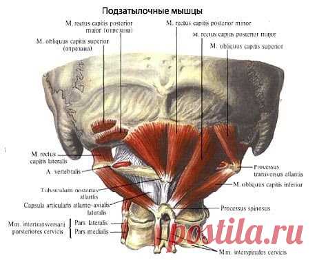 ГОЛОВНАЯ БОЛЬ НАПРЯЖЕНИЯ. 
Г.А.Иваничев, "Мануальная медицина". 
Широкое распространение головной боли, нарушение работоспособности и социальной адаптации больших контингентов населения, множество механизмов возникновения образовали серьезную неврологическую проблему. Периодические осмотры населения европейских государств свидетельствуют о том, что 78% женщин и 64% мужчин минимум один раз в году испытывают головную боль. При этом только 0,004% пациентов с краниалгиями имеют признаки опасного за