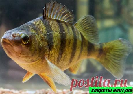 Где искать окуня? | 🐠🔱 Секреты Нептуна 🔱🐠 | Яндекс Дзен