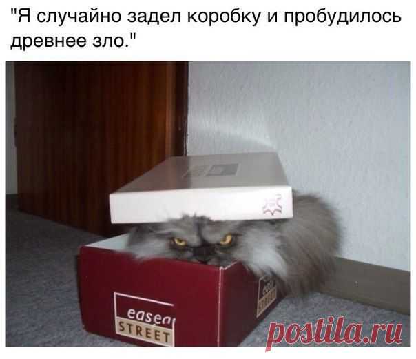 Я случайно задел коробку и пробудилось древнее зло.