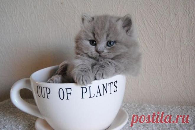 60 чашек, полных умиления