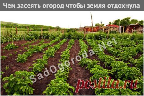 Чем засеять огород чтобы земля отдохнула: после картофеля, весной, осенью