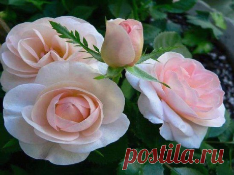 (48) Одноклассники