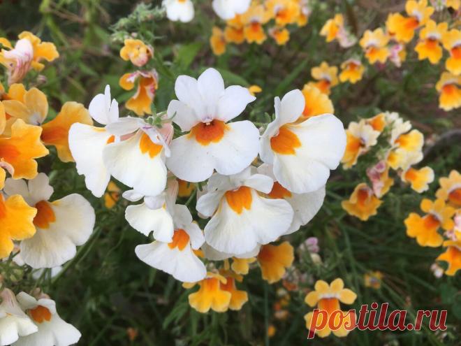 Почему никто не сажает цветок Немезию? Цветет 4 месяца подряд | Есть время под солнцем | Яндекс Дзен