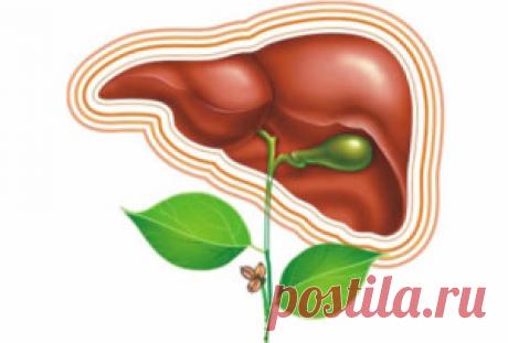 Нужно ли вам очищение печени? - Срочная наркологическая помощь - клиника &quot;Сфера-Мед&quot;