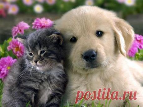 Василиса Володина: какие животные по гороскопу принесут удачу в ваш дом