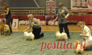 18 апреля 2015 года. Всесоюзная выставка собак. | | Мир без границ