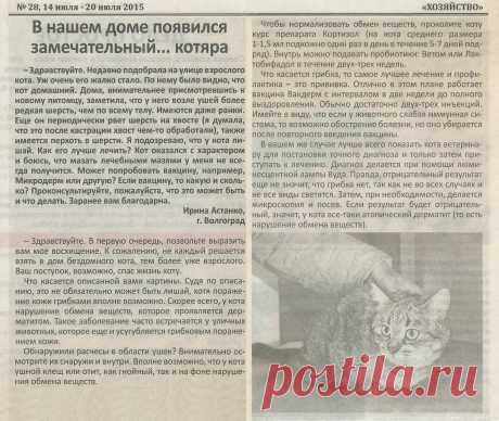 Подобрала на улице взрослого кота...