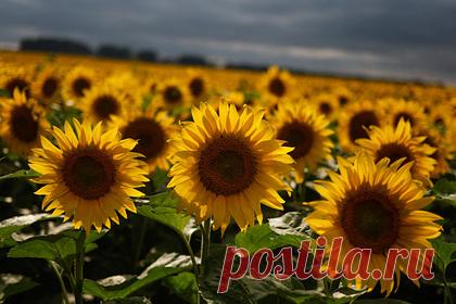 Польша и Украина захотели построить трубопровод для растительного масла. Власти Польши и Украины захотели построить трубопровод для транспортировки растительных масел с украинской территории в порт польского города Гданьск. Правительство сообщило, что выразило согласие на подписание межправительственного меморандума, касающегося подготовки проекта трансграничного трубопровода.