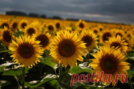 Польша и Украина захотели построить трубопровод для растительного масла. Власти Польши и Украины захотели построить трубопровод для транспортировки растительных масел с украинской территории в порт польского города Гданьск. Правительство сообщило, что выразило согласие на подписание межправительственного меморандума, касающегося подготовки проекта трансграничного трубопровода.