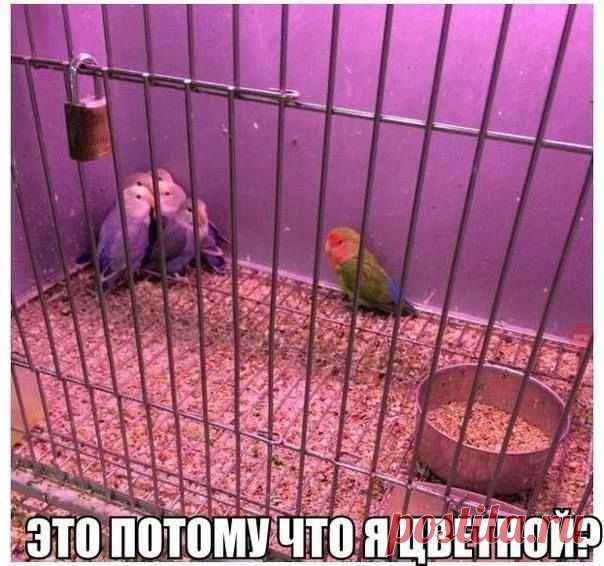 Снова прикольные картинки для вас! (37 шт)