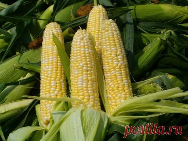 Кукуруза — царица полей на даче