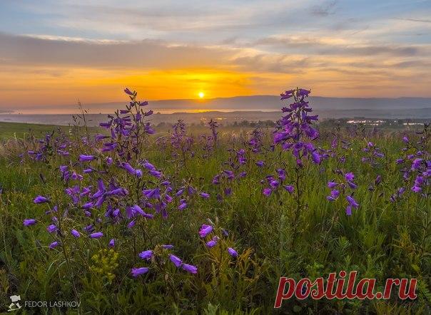 Колокольчики на рассвете. На горизонте блестит Сенгилеевское озеро. Ставропольский край. Автор – Федор Лашков: nat-geo.ru/photo/user/27510/
