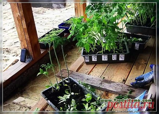 Посадка переросшей рассады – что сделать и как правильно?