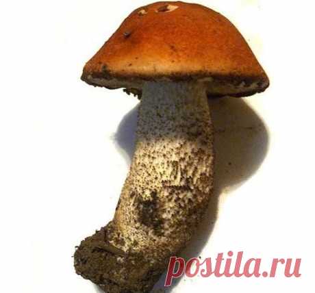 А вы знаете, как жарить подберезовики :: SYL.ru