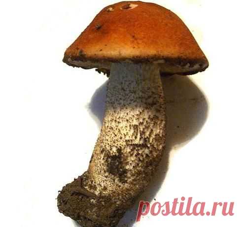 А вы знаете, как жарить подберезовики :: SYL.ru