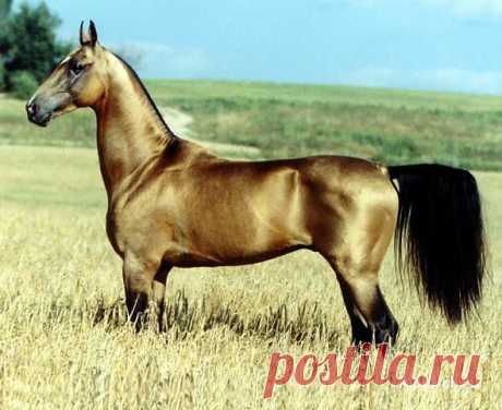 @Mail.Ru