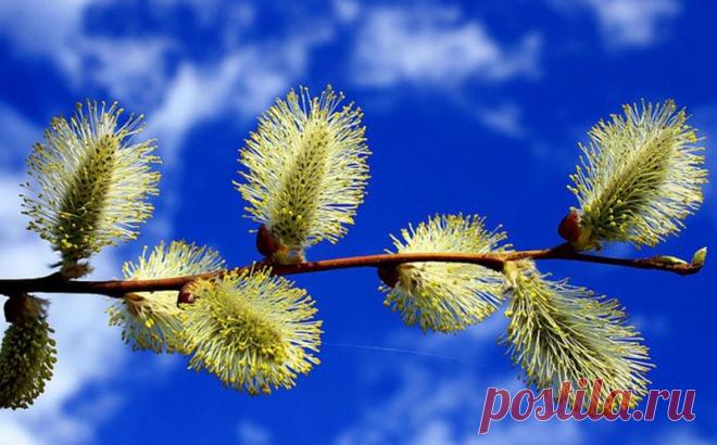 ВЕРБА СВОЙСТВА, Верба лечебные свойства