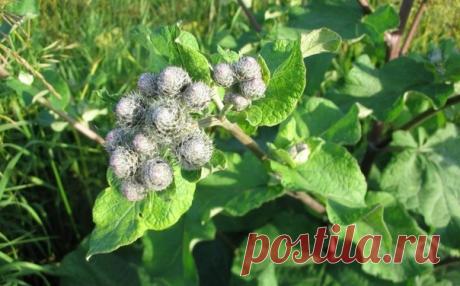 Лопух — российский женьшень

Лопух – это российский женьшень, чудо-корень, запасы его неограниченны. Используется как пищевое растение и для лечения рахита, при аллергиях, диатезах, почечнокаменной болезни, подагре, сахарном диабете, холецистите, гепатите, запорах, геморрое, экземе, псориазе, артритах, облысении, фурункулах, сыпях; лихорадках, мастопатиях, задержке месячных, в онкологии.

Действует как потогонное, мочегонное, жаропонижающее, противовоспалительное, антитокс...